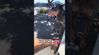 I want you to play with me now !! 🤣🐾❤️#fyp #dream #doberman #pets #fypシ