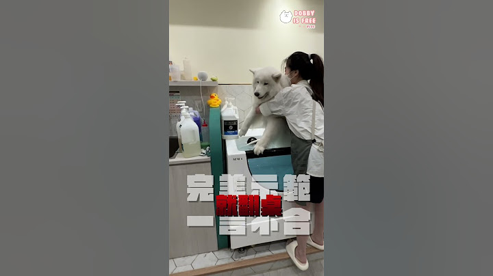 完美示範一言不合就翻桌(薩摩耶多比Dobby is free)