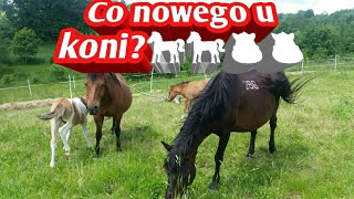 341. Co Nowego U Koni ?