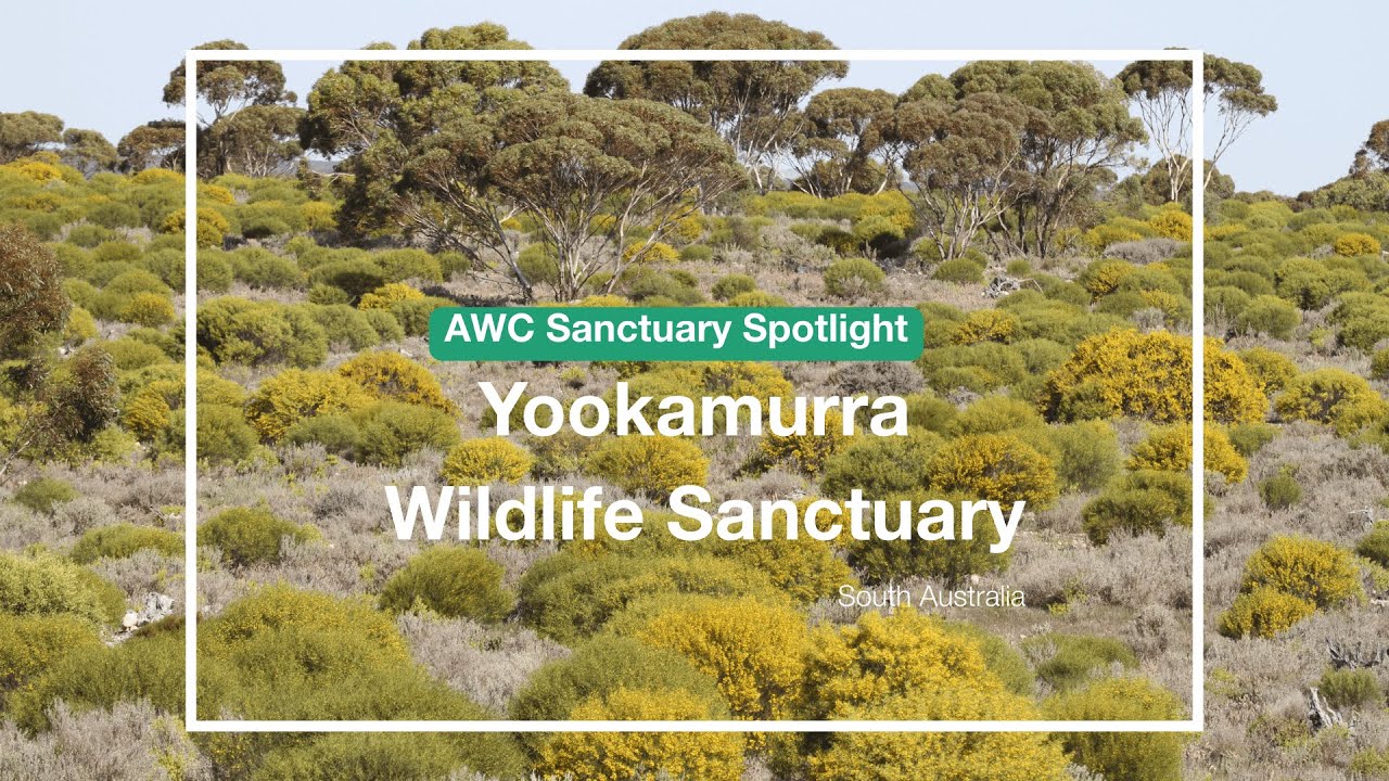 Серия материалов о заповедниках - Заповедник дикой природы Юкамурра