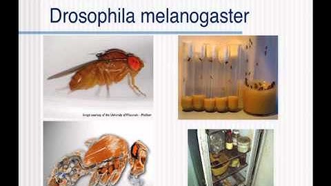 Stem Cells and Cancer: A Deadly Alliance - Dr. Juergen Knoblich - WITTGENSTEIN LECTURE