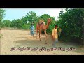 Pakistani Jugad With Camel in farming Punjab |پنجاب میں کس طرح ہل چلایا جاتا ہے اونٹ کی مدد سے