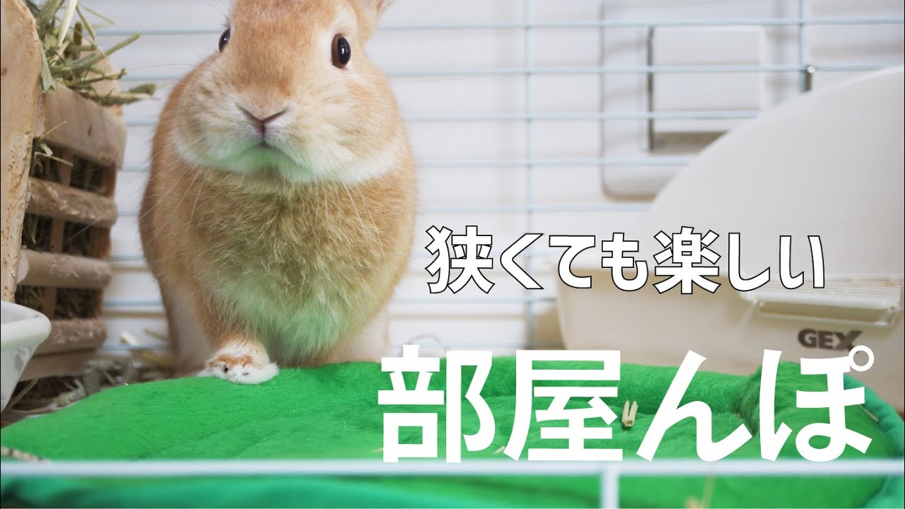 折りたたみペットサークルを使った部屋んぽ 楽しんでいるうさぎ Rabbit 42 Youtube