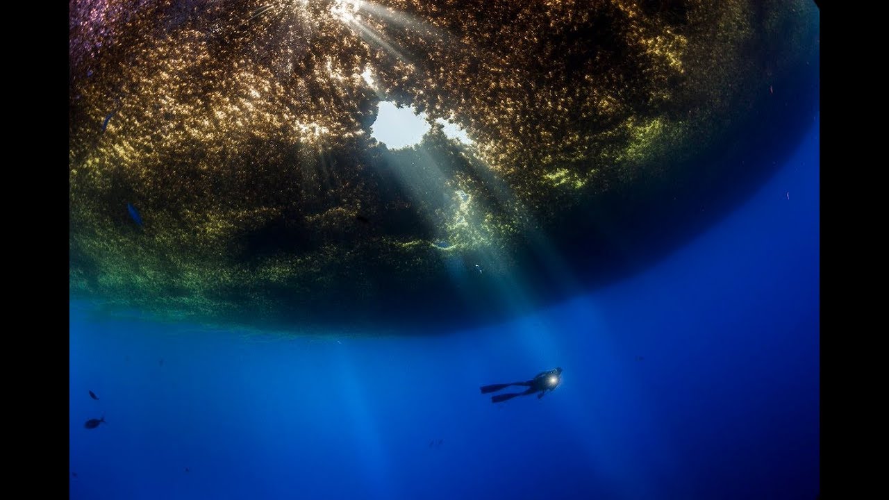 What does a raft of sargassum algae look like? - YouTube