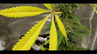 Tarpit x OilSpill Flowering @TenTenFarms