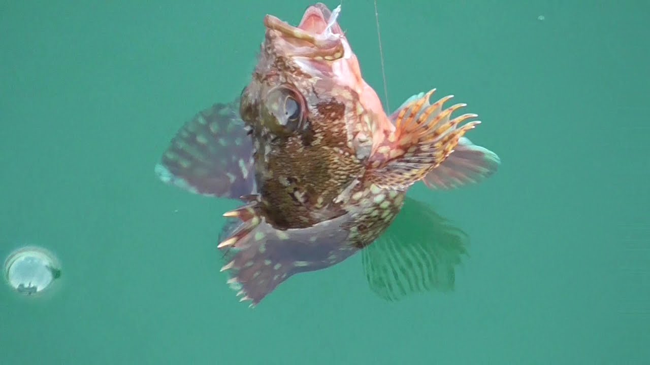 ガシラ カサゴ ヒット Youtube