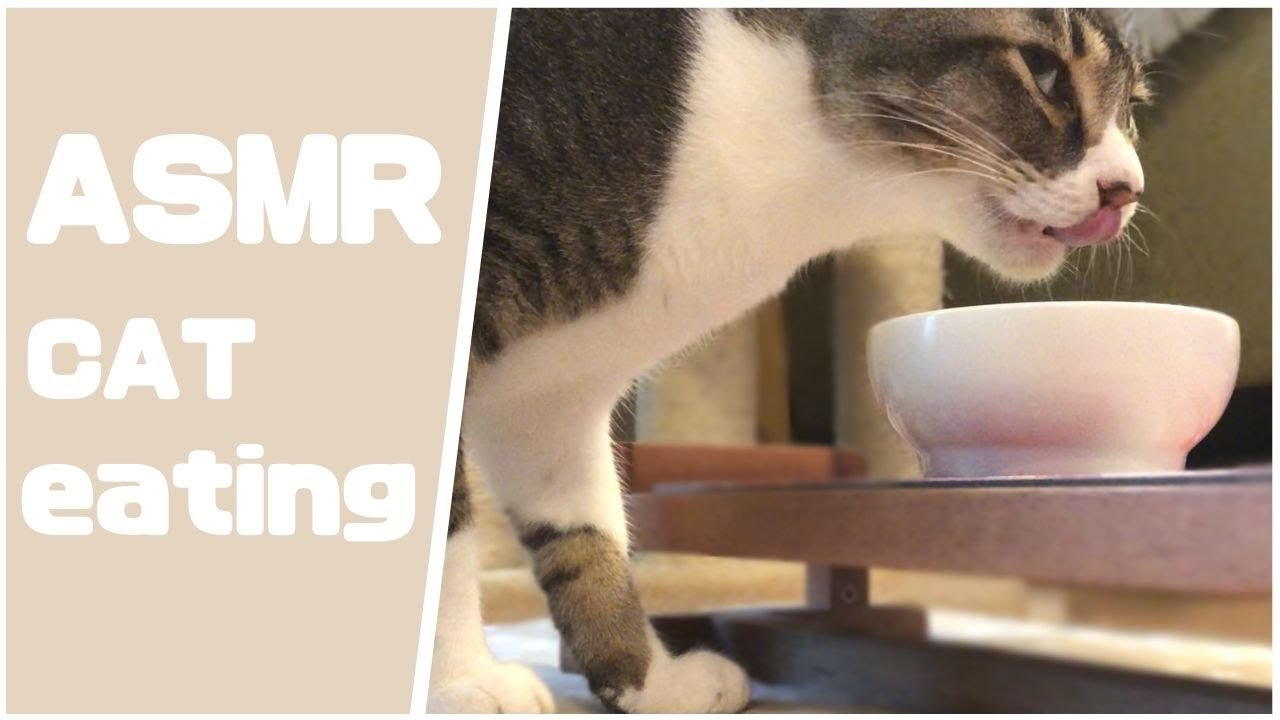 【猫のASMR】CAT Eating ＃1 Chewing Sound YouTube