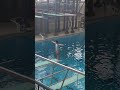 July 8th#fcdc#dive