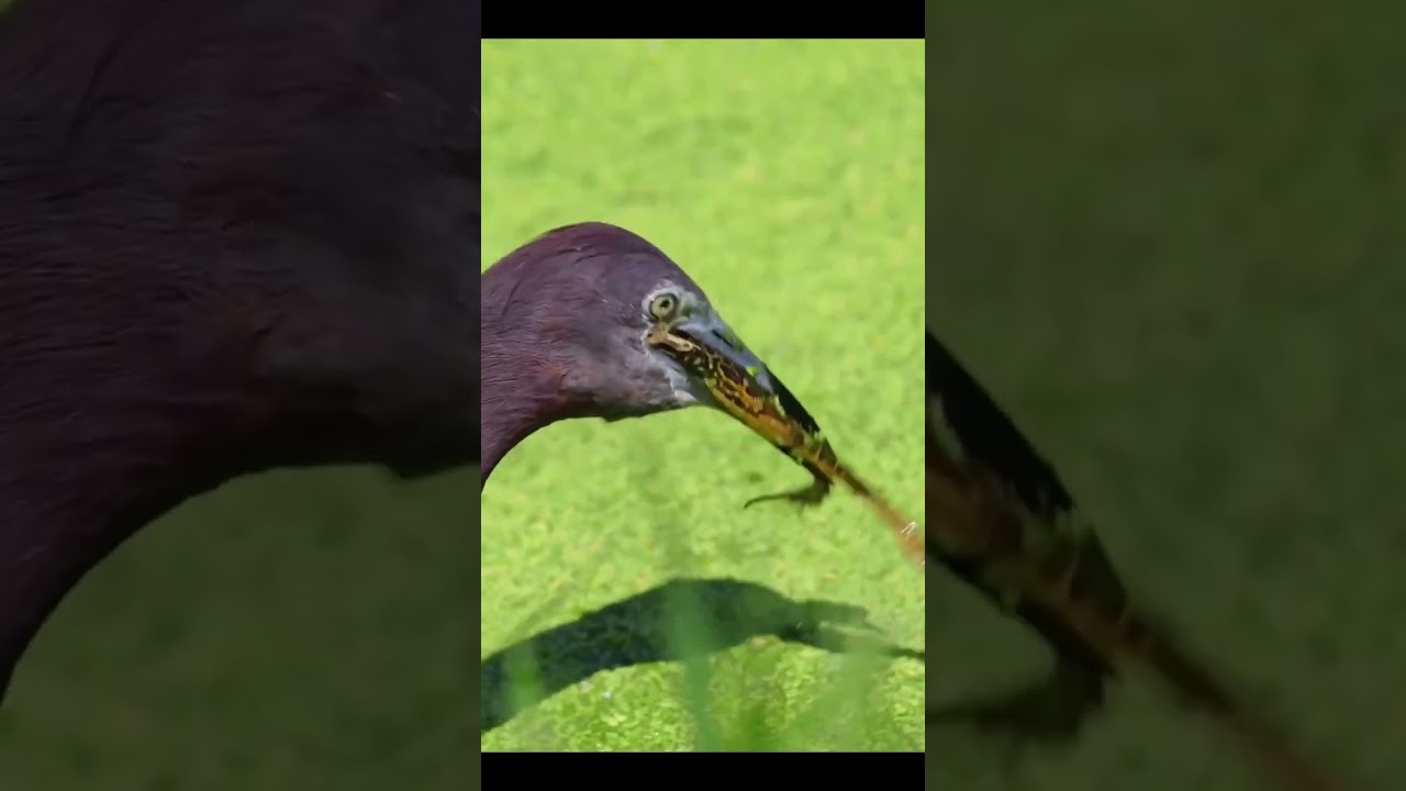Blue Heron Bird Eat Frog 