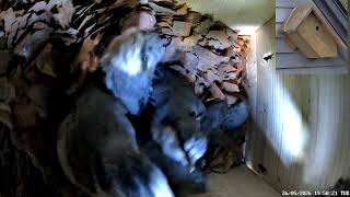 Nuthatch Nest box Live camera