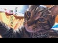 猫の壁ドン画像を撮影の裏側【唐草猫ムタさん】