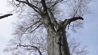 Glover Park WIllow Oak tree to be removed in Marietta