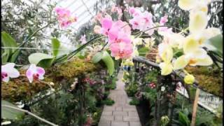 'The Orchid Show: On Broadway' screenshot 2