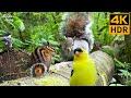 Cat TV for Cats to Watch 😺 Funny and Cute Birds and Squirrels 🐦🐿️ 8 Hours(4K HDR)