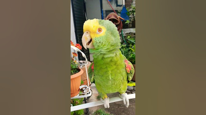 Oye Hazme Caso, Loros Hablando, Loro que habla #Shorts #parrot #birds #humor #aves #animales #amor
