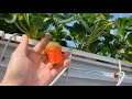 한국 스마트팜_딸기 Корейская умная ферма.  корейская_клубника Korea Smart Farm.  Korean_strawberry스