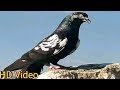 03478798579  top quality 12 pees for sale 800 par price 2020🕺😱😱😱🕺[faisalabad pigeon]