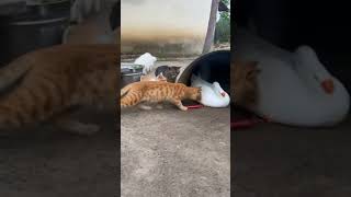Orange cats #cat #cats #funnyvideos #cats