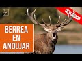 Berrea en Andújar | Iberalia GO