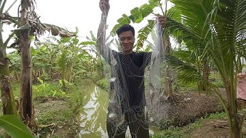 Giăng lưới cá sặc ở Vĩnh Long /  Phong Luu Fishing