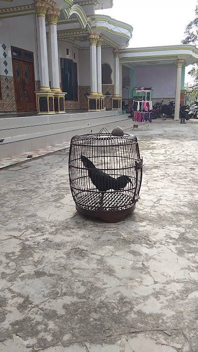 suara bekisar muda agak serak tapi prospek mantap jos #ayambekisarsuaramerdu #youtubeshorts