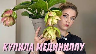 картинка: Моя первая мединилла: пересадка, уход и вопросы🌱