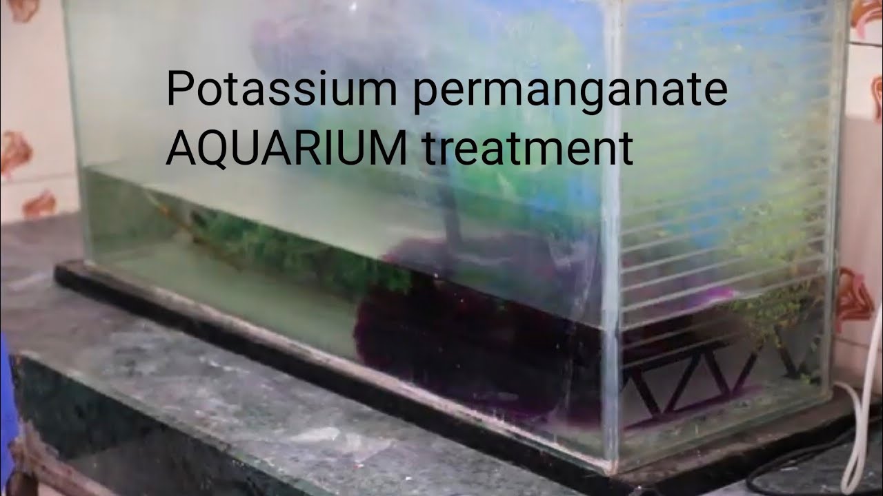 How to Disinfect Aquarium YouTube