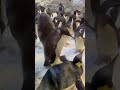 大人ペンギンのフリッパーに行き先を邪魔されちゃったエンペラーペンギン亜成鳥043番ちゃん【アドベンチャーワールド】2022.11.26