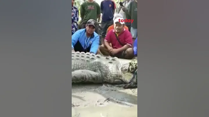 Man in Indonesia captures big crocodile with rope - DayDayNews