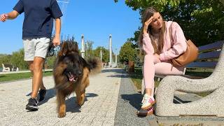 Will My Dogs Recognize Me in Public
