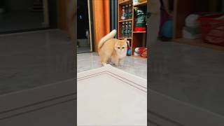 fuuny cuute day 🩷🥰 #lovly #funny #cat