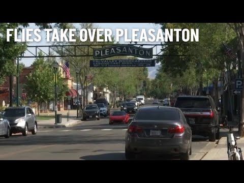 Why Does Downtown Pleasanton Have a Fly Problem?