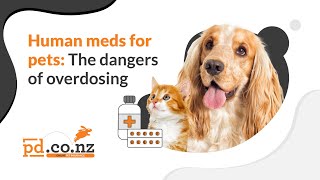 No Paracetamol! Human Medicines You Must Never Give Your Pet