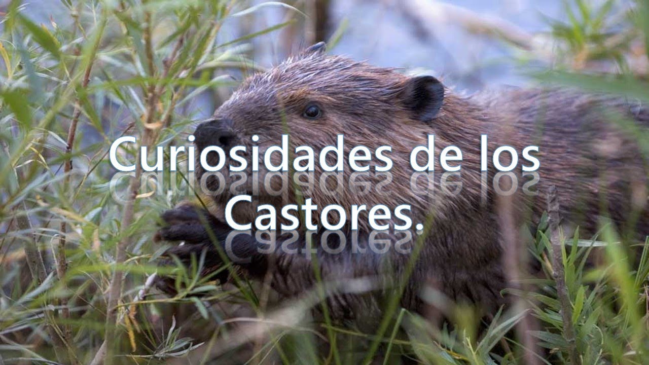 Curiosidades de los Castores. YouTube Curiosidades de los Castores. YouTube