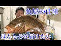 【特大キジハタ】高級寿司店へ鮮魚BOXを出荷！！