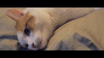 Outdoor + Cat and Evening fading light timelaps, GH3 color graded test footage