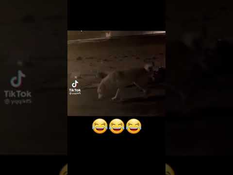 داغ يالالا 
