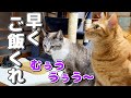 ご飯を早く食べたい！と鳴き声が漏れる猫が可愛い！