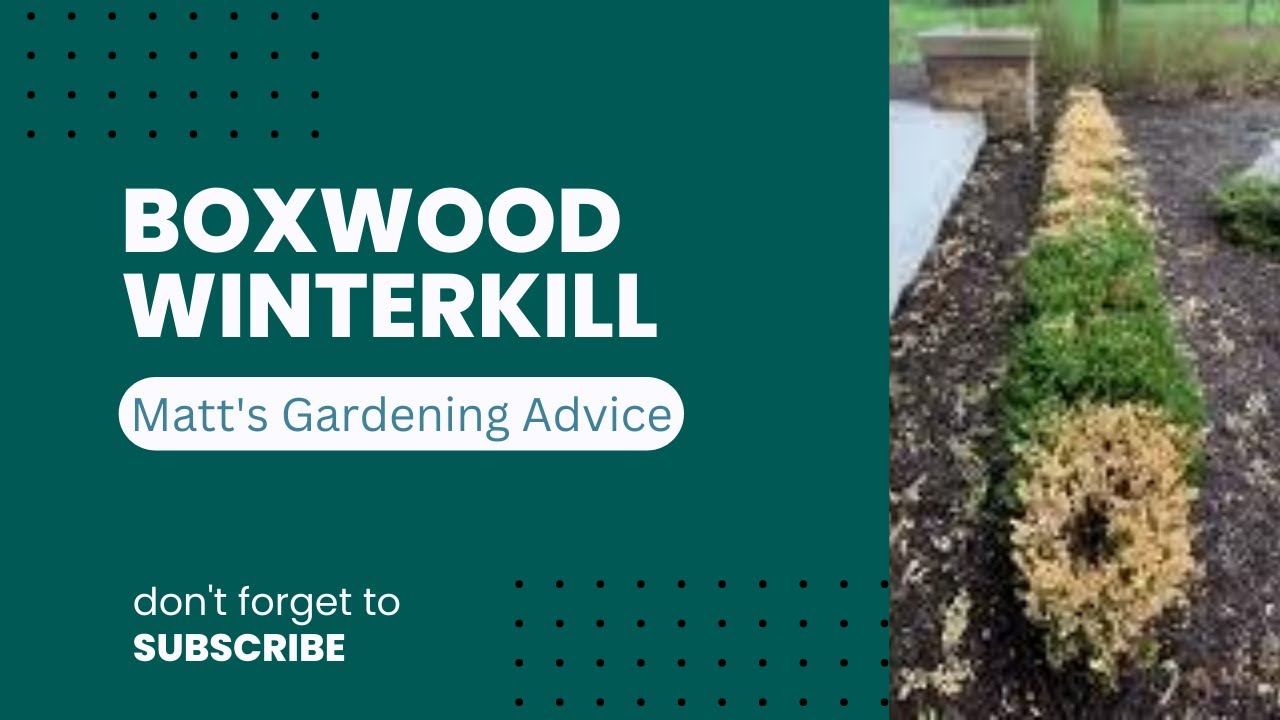 Проблемы зимней гибели самшита