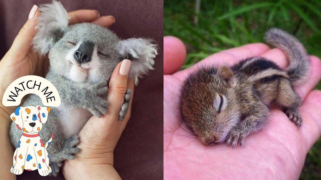 Cute baby animals Videos Compilation cute moment of the animals Pets
