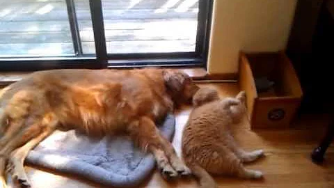 Video 703711: exotic shorthair cat love, shorthair golden cat, best cat