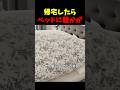 帰宅するとベッドに誰かいる