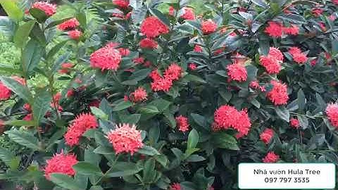 Bán bụi cây hoa mẫu đơn ta cao 1.5m, tán trên 1m 0977973535