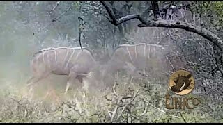 Kudus in battle ....