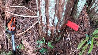 How To Wedge A small Tree. Method # !