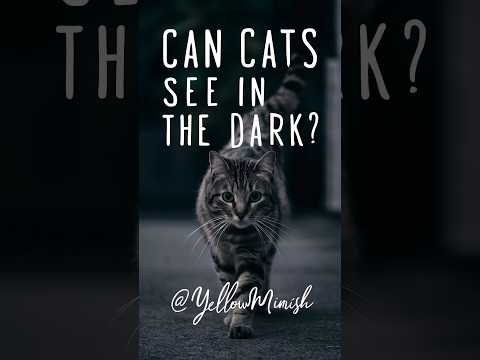 can cats see