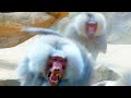 Pavian Kampf  Baboon Fight Territorial