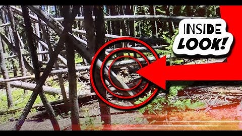 Colorado Bigfoot Extra / Amazing Active Structure / 6.27.23