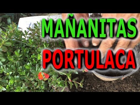 Vídeo: Plantas Portulaca - Como Cultivar Flor Portulaca