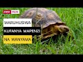 WARUHUSIWA KUFANYA MAPENZI NA WANYAMA 